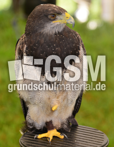 Kordillerenadler (3).jpg